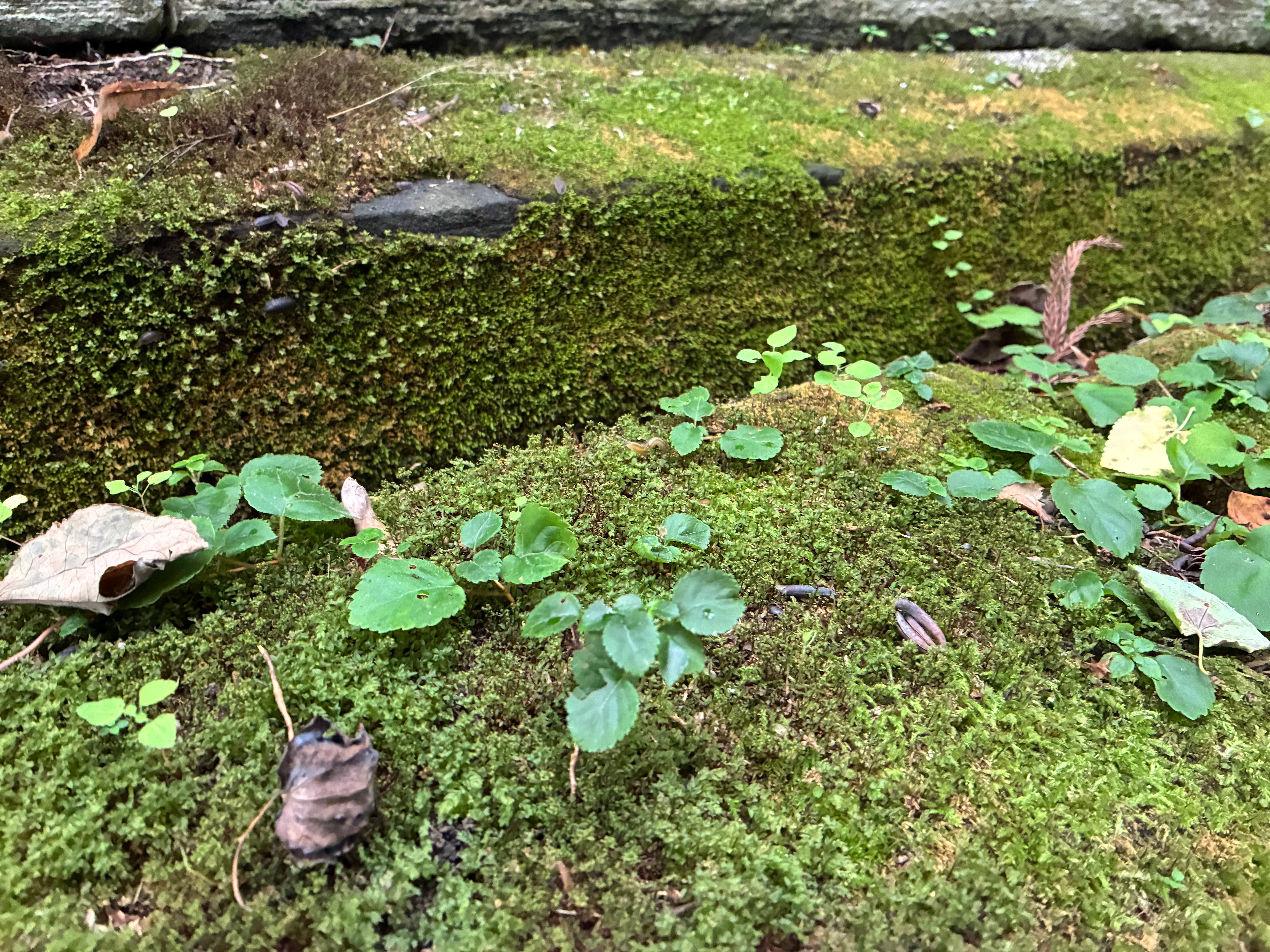札幌の円山八十八ヶ所の苔と小さな植物たち