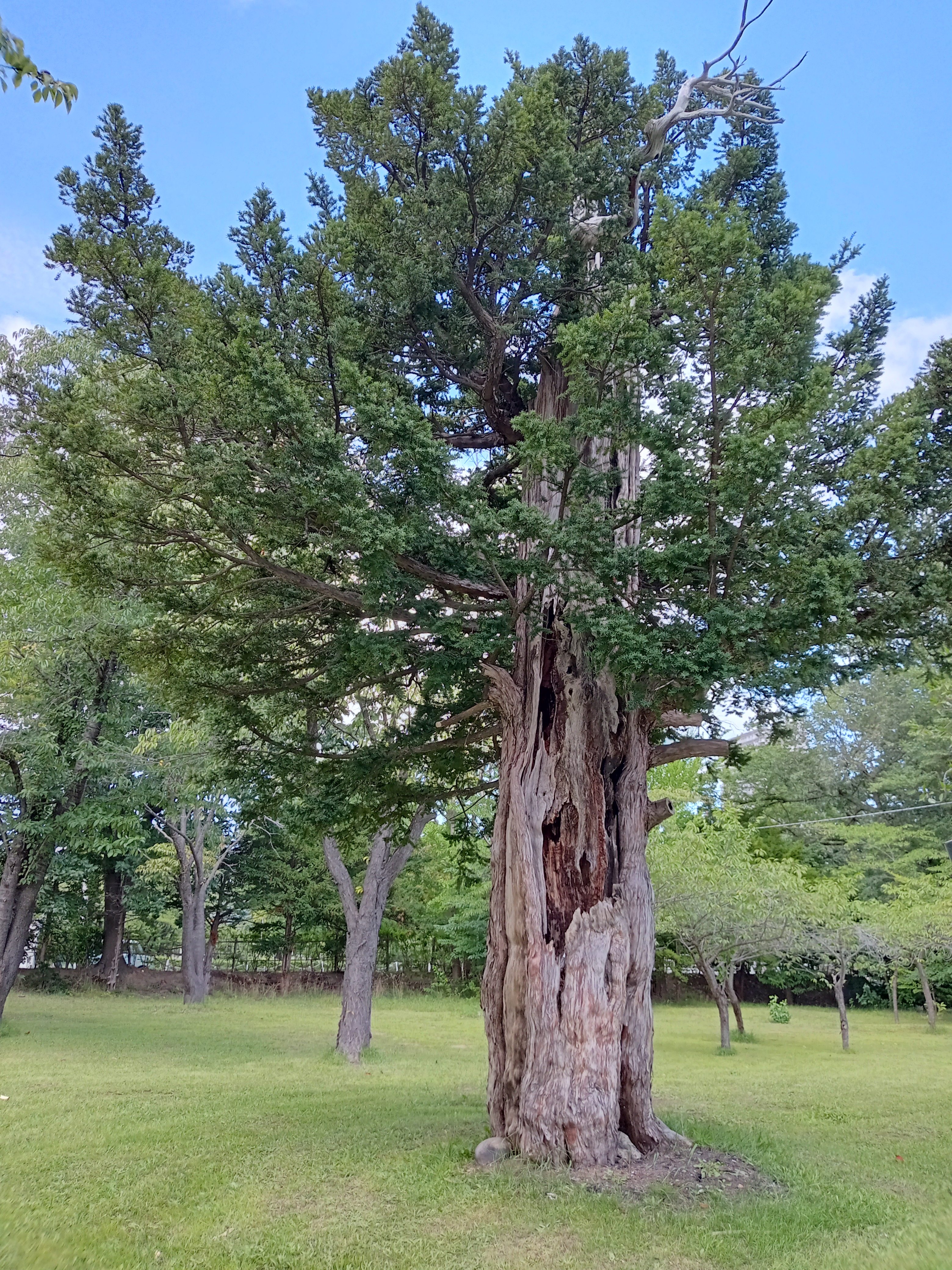 札幌護国神社の樹齢800年を超えるオンコの木